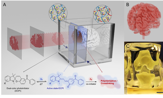 Revolutionaire-3D-bioprint-techniek-voor-het-produceren-van-nieuwe-levende-weefsels-1.png