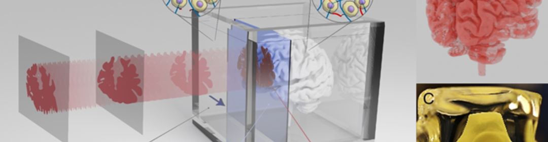 Revolutionaire 3D bioprint techniek voor het produceren van nieuwe levende weefsels  